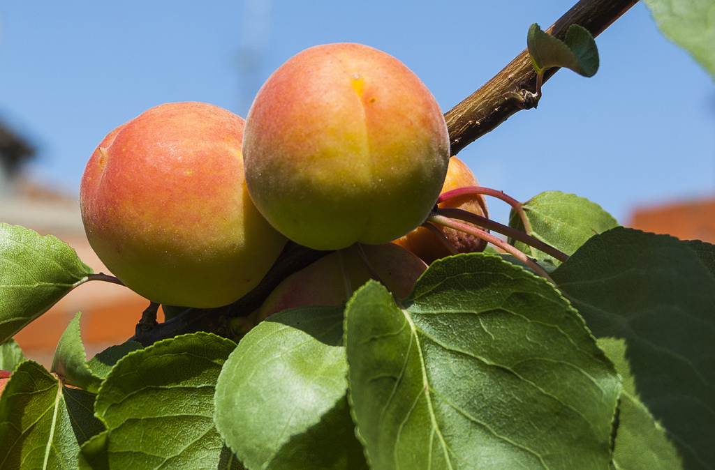 Peaches Are The Most Produced Fruit In Spain Between 1990 And 2011