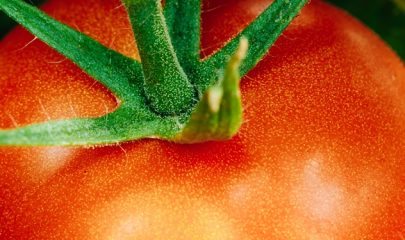 Growing Organic Tomato